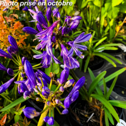 Agapanthus 'Charlotte'