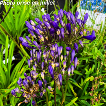 Agapanthus 'Donau'