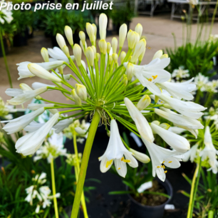 Agapanthus 'Polar Ice'