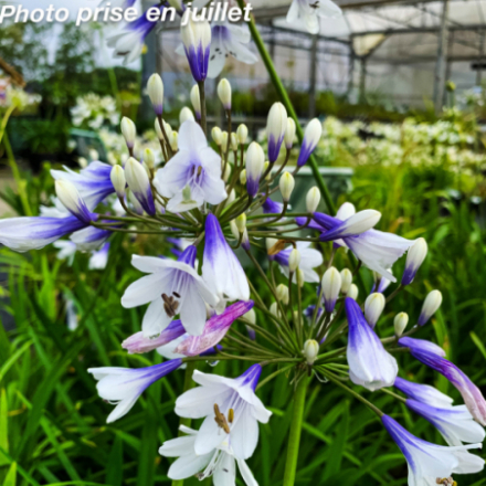 Agapanthus 'Twister' - Agapanthe