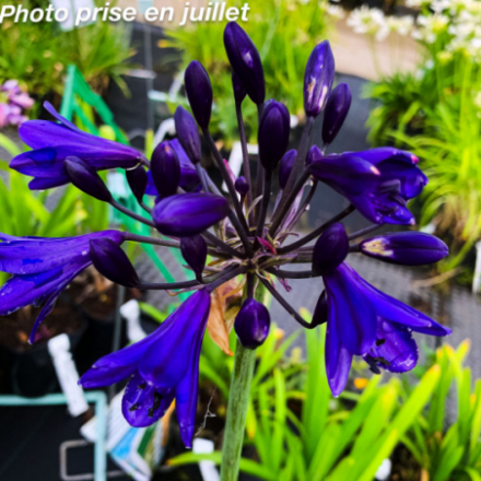Agapanthus x pitchoune 'Violet Mill04'®