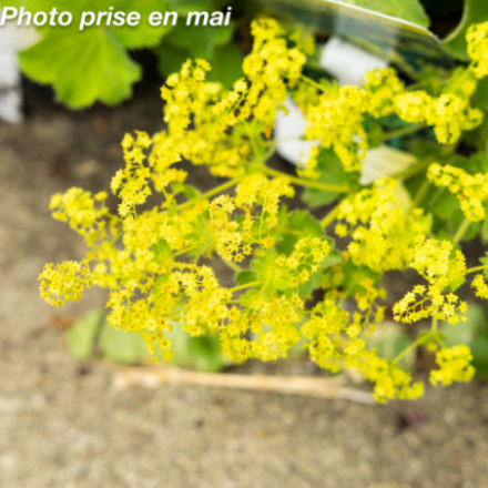 Alchemilla mollis 'Thriller'