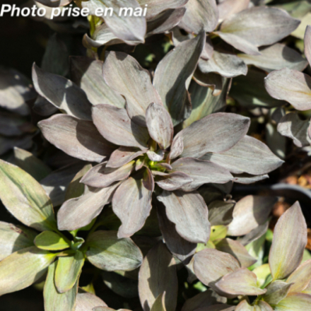Alstroemeria Summer 'Indian Summer'
