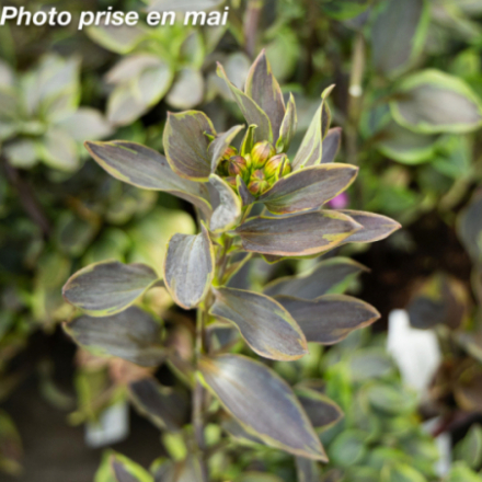 Alstroemeria Summer 'Breeze'®