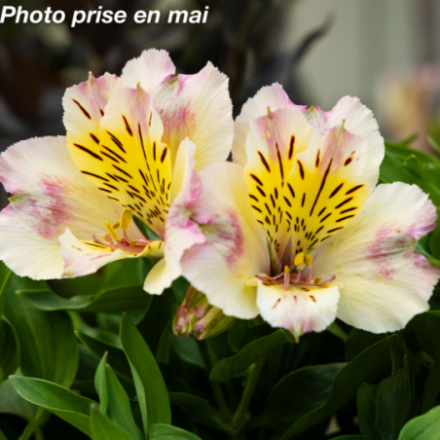 Alstroemeria Summer 'Times Valley'®