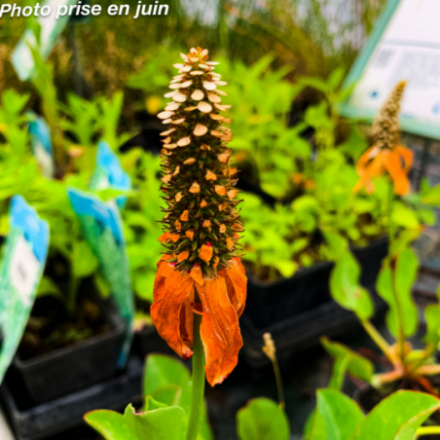 Anemopsis californica
