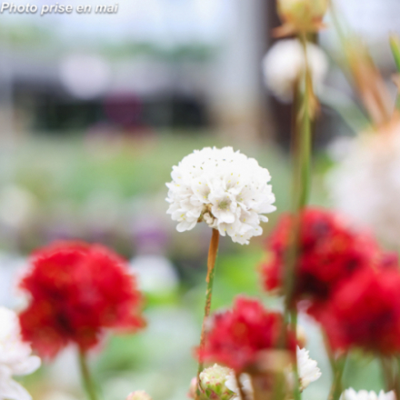 Armeria pseudarmeria 'Ballerina White'