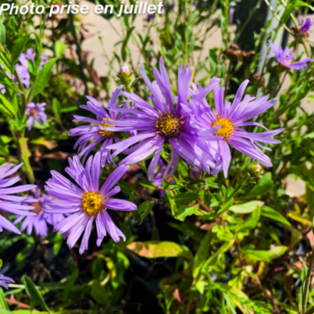 Aster amellus 'Rudolph Goethe'