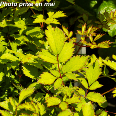 Astilbe chinensis 'Pumila'