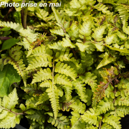 Athyrium niponicum 'Metallicum'