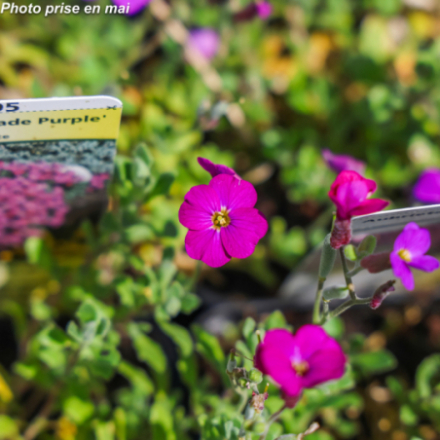 Aubrieta 'Cascade Purple'