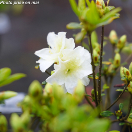 Azalea japonica 'Olga Niblett' - Azalée