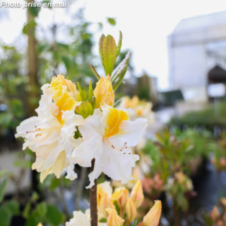Azalea mollis 'Mount Rainier' - Azalée