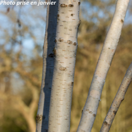 Betula jacquemontii 'Doorenbos'
