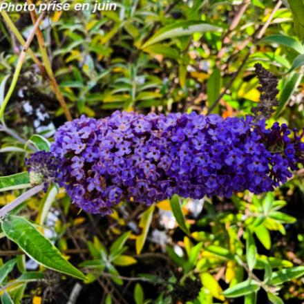 Buddleja davidii 'Adonis blue' adokeep