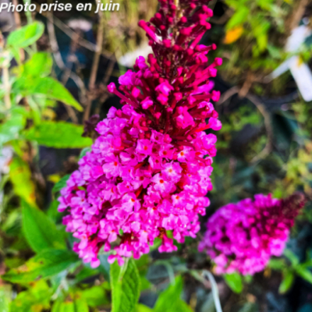 Buddleja davidii 'Buzz Hot Raspberry'