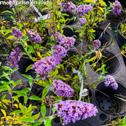 Buddleja davidii 'Buzz Sky Blue'