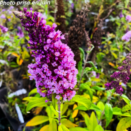 Buddleja davidii 'Peacock Peakeep'