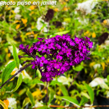 Buddleja 'Royal Red'