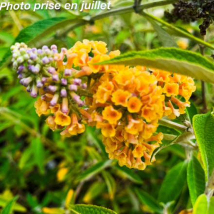 Buddleja 'Sungold'