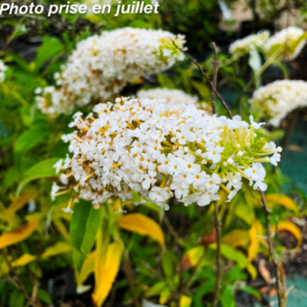 Buddleja  'White Bouquet'
