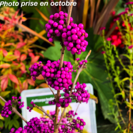 Callicarpa bodinieri 'Giraldii Profusion' - Arbuste aux bonbons