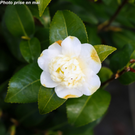 Camellia japonica 'Jurys Yellow®' - Camélia