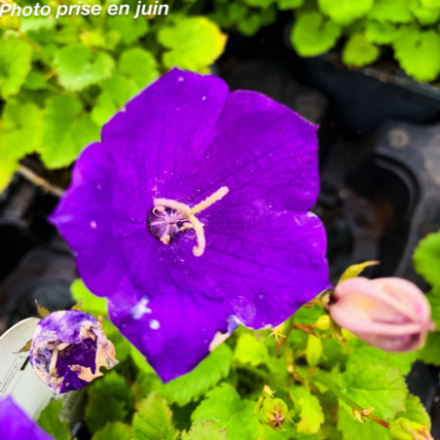 Campanula carpatica 'Pearl Deep Blue'