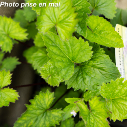 Campanula trachelium