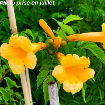 Campsis radicans 'Flava'