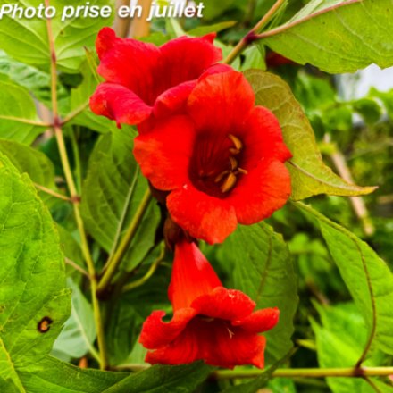 Campsis radicans 'Stromboli'