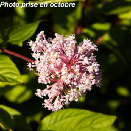 Ceanothus pallidus 'Marie Simon'