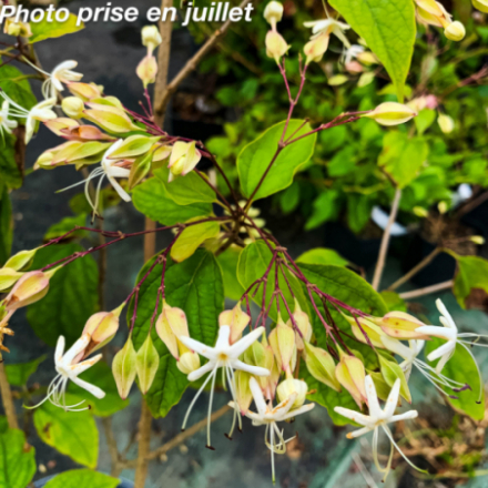 Clerodendron trichotomum 'Fargesii'