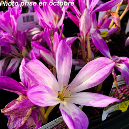 Colchicum x billardii 'The Giant'
