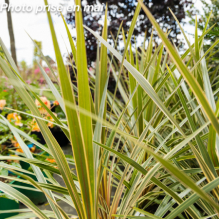 Cordyline australis 'Torbay Dazzler' - Faux Palmier