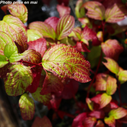 Cornus alba 'Sibirica'