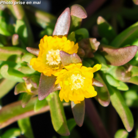 Delosperma meyeri 'Wheels Of Wonder Golden' - Pourpier vivace