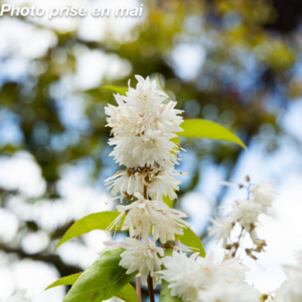 Deutzia scabra 'Pride of Rochester'