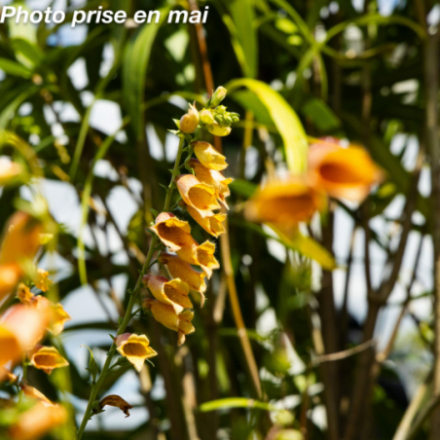 Digitalis sinensis 'Goldcrest®'