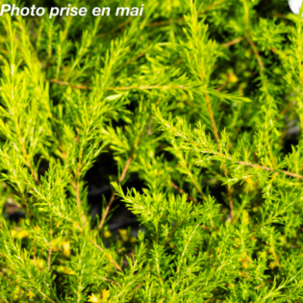 Diosma hirsuta 'Pink Fountain'
