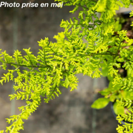 Dryopteris dilatata 'Lepidota Crispa'