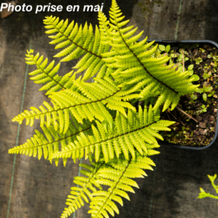 Dryopteris wallichiana