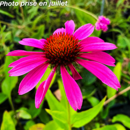 Echinacea purpurea 'Magnus'