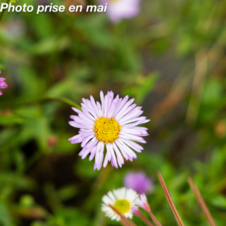 Erigeron karvinskianus 'Lavender Lady®' - Vergerette de Karsinsky