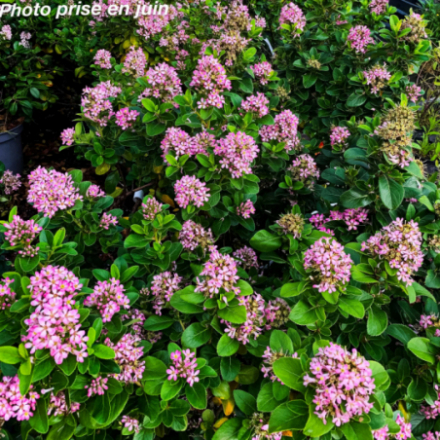 Escallonia laevis 'Pink Elle' ®