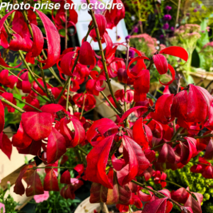 Euonymus alatus 'Compactus'
