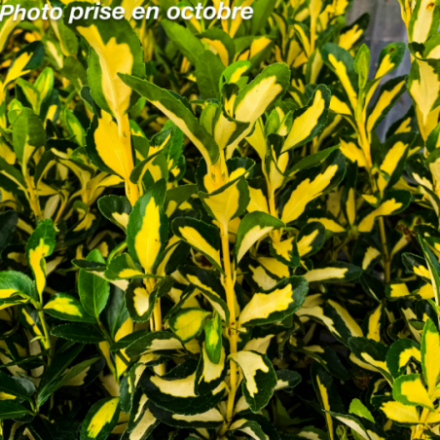 Euonymus japonicus 'Luna Gold' - Fusain du Japon