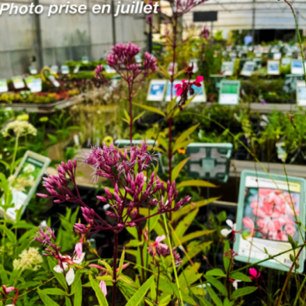 Eupatorium dubium 'Baby Joe'