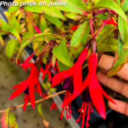 Fuchsia regia 'Reitzii'