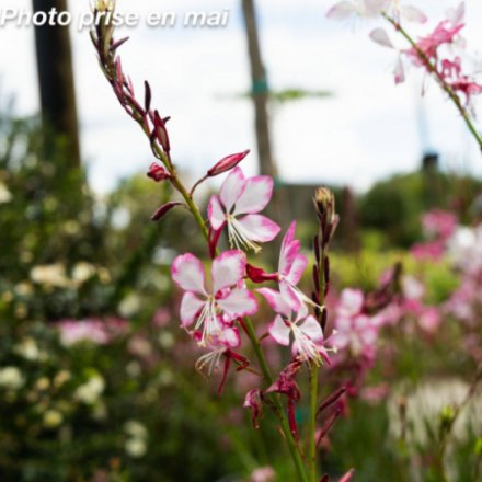 Gaura 'Gauriella Bicolor'